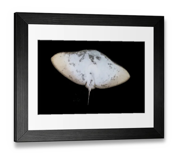 Framed Print : Butterfly ray (Gymnura altavela) swimming at night, Tenerife, Canary Islands, Atlantic Ocean Framed Print : Butterfly ray (Gymnura altavela) swimming at night, Tenerife, Canary Islands, Atlantic Ocean