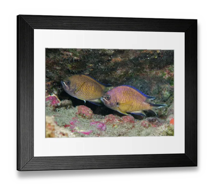 Framed Print : Atlantic chromis (Chromis limbatus) pair, male on right, female laying eggs, Tenerife, Canary Islands, Atlantic Ocean Framed Print : Atlantic chromis (Chromis limbatus) pair, male on right, female laying eggs, Tenerife, Canary Islands, Atlantic Ocean