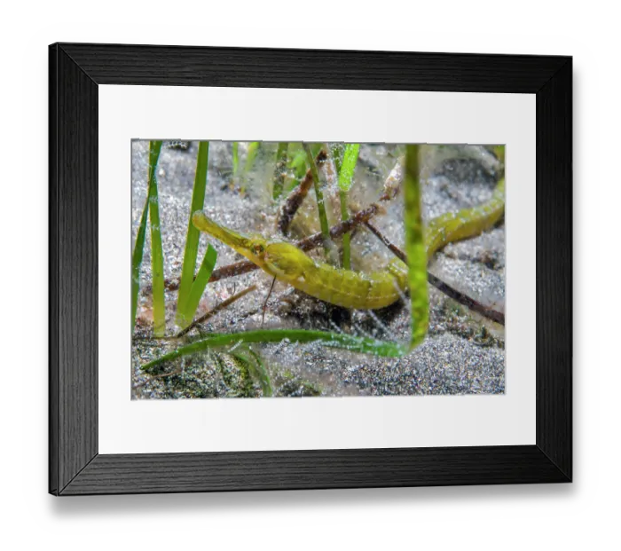 Framed Print : Pipefish (Syngnathus acus) camouflaged in a Seagrass (Cymodocea nodosa) meadow, Tenerife, Canary Islands, Atlantic Ocean Framed Print : Pipefish (Syngnathus acus) camouflaged in a Seagrass (Cymodocea nodosa) meadow, Tenerife, Canary Islands, Atlantic Ocean