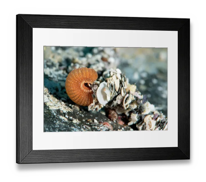 Framed Print : Marine worm (Eupolymnia nebulosa) covering its body with pebbles and fragments for camouflage and protection, Tenerife, Canary Islands, Atlantic Ocean Framed Print : Marine worm (Eupolymnia nebulosa) covering its body with pebbles and fragments for camouflage and protection, Tenerife, Canary Islands, Atlantic Ocean