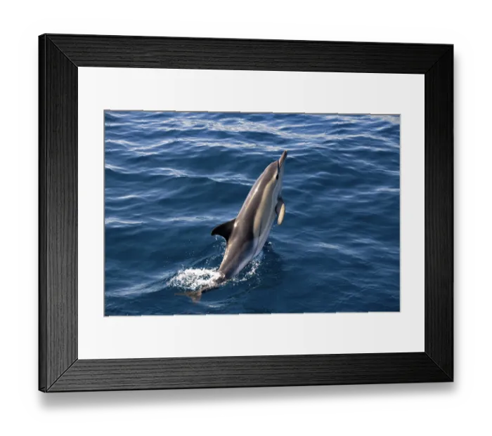 Framed Print : Common dolphin (Delphinus delphis) leaping out of the ocean, Tenerife, Canary Islands, Atlantic Ocean Framed Print : Common dolphin (Delphinus delphis) leaping out of the ocean, Tenerife, Canary Islands, Atlantic Ocean