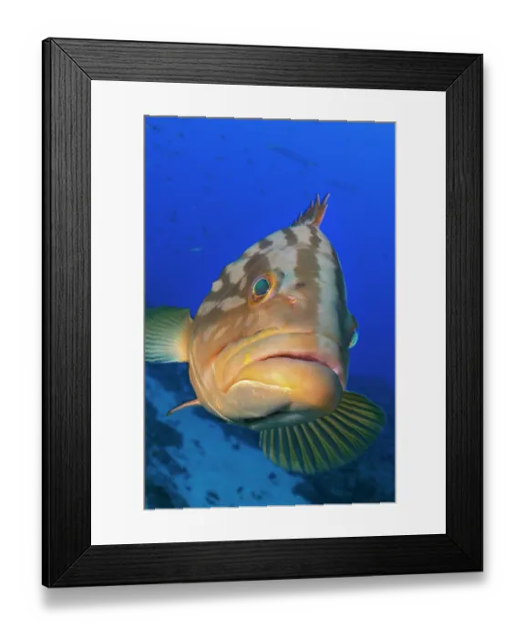 Framed Print : Island grouper (Mycteroperca fusca) portrait, Tenerife, Canary Islands, Atlantic Ocean Framed Print : Island grouper (Mycteroperca fusca) portrait, Tenerife, Canary Islands, Atlantic Ocean