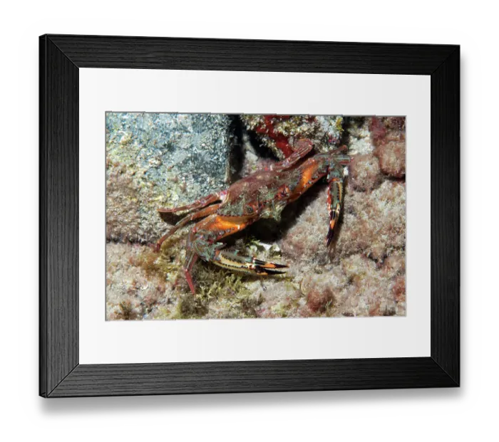 Framed Print : Swimming crab (Cronius ruber) on seabed, Tenerife, Canary Islands, Atlantic Ocean Framed Print : Swimming crab (Cronius ruber) on seabed, Tenerife, Canary Islands, Atlantic Ocean