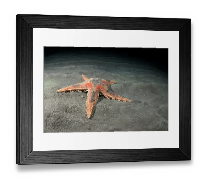 Framed Print : Red comb star (Astropecten aranciacus) on seabed at night, Tenerife, Canary Islands, Atlantic Ocean Framed Print : Red comb star (Astropecten aranciacus) on seabed at night, Tenerife, Canary Islands, Atlantic Ocean
