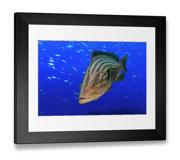 Framed Print : Island grouper (Mycteroperca fusca) portrait, Tenerife, Canary Islands, Atlantic Ocean Framed Print : Island grouper (Mycteroperca fusca) portrait, Tenerife, Canary Islands, Atlantic Ocean