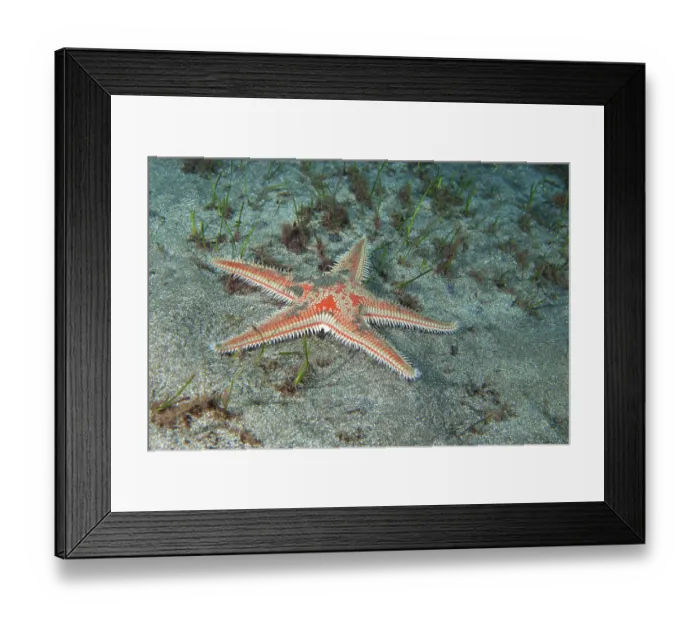 Framed Print : Red comb star (Astropecten aranciacus) on seabed at night, Tenerife, Canary Islands, Atlantic Ocean Framed Print : Red comb star (Astropecten aranciacus) on seabed at night, Tenerife, Canary Islands, Atlantic Ocean
