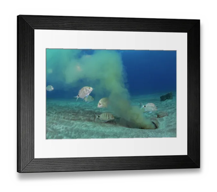 Framed Print : Common white seabream (Diplodus sargus sargus) feeding at outlet of purified water in a submarine outfall, Tenerife, Canary Islands, Atlantic Ocean Framed Print : Common white seabream (Diplodus sargus sargus) feeding at outlet of purified water in a submarine outfall, Tenerife, Canary Islands, Atlantic Ocean