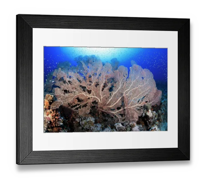 Framed Print : Giant gorgonians (Annella sp.) on a coral reef, Ras Muhammad National Park, Sinai Peninsula, Red Sea, Egypt Framed Print : Giant gorgonians (Annella sp.) on a coral reef, Ras Muhammad National Park, Sinai Peninsula, Red Sea, Egypt