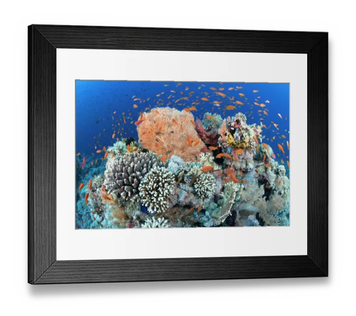 Framed Print : Lyretail anthias (Pseudanthias squamipinnis) schooling over coral reef, Ras Muhammad National Park, Sinai Peninsula, Red Sea, Egypt Framed Print : Lyretail anthias (Pseudanthias squamipinnis) schooling over coral reef, Ras Muhammad National Park, Sinai Peninsula, Red Sea, Egypt