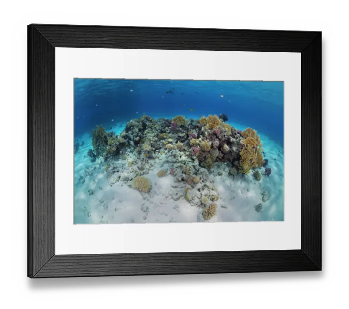 Framed Print : Coral reef scene with hard corals (Madrepora sp. Millepora sp. Pocillopora damicornis, Acropora humilis and Pocillopora verrucosa)