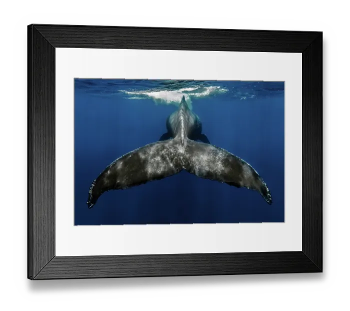 Framed Print : Humpback whale (Megaptera novaeangliae) tail fin, Tenerife, Canary Islands, Atlantic Ocean Framed Print : Humpback whale (Megaptera novaeangliae) tail fin, Tenerife, Canary Islands, Atlantic Ocean