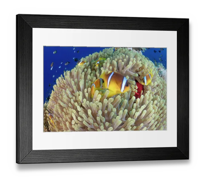Framed Print : Group of Twoband anemonefish (Amphiprion bicinctus) swimming around anemone host, Ras Muhammad National Park, Sinai Peninsula, Red Sea, Egypt Framed Print : Group of Twoband anemonefish (Amphiprion bicinctus) swimming around anemone host, Ras Muhammad National Park, Sinai Peninsula, Red Sea, Egypt