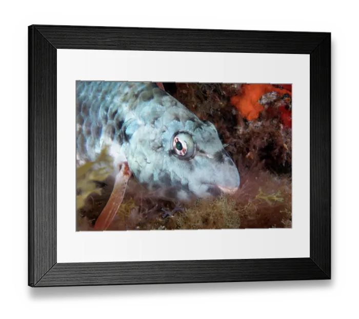 Framed Print : Parrotfish (Sparisoma cretense) male, sleeping at night, Tenerife, Canary Islands, Atlantic Ocean