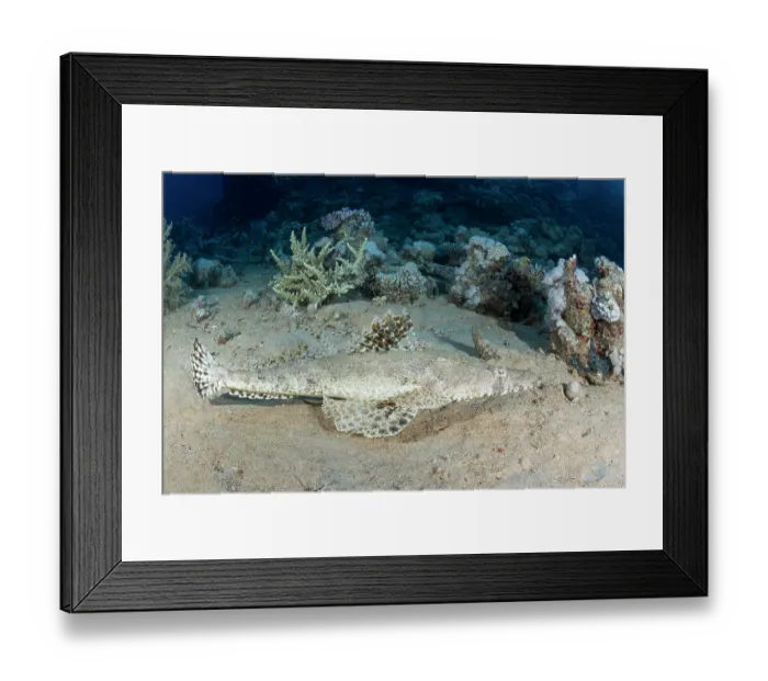 Framed Print : Tentacled flathead (Papilloculiceps longiceps) resting on seabed, with wreck of the SS Dunraven in background, Ras Muhammad National Park, Sinai Peninsula, Red Sea, Egypt Framed Print : Tentacled flathead (Papilloculiceps longiceps) resting on seabed, with wreck of the SS Dunraven in background, Ras Muhammad National Park, Sinai Peninsula, Red Sea, Egypt