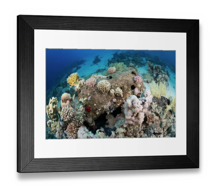 Framed Print : Remains of a barrel from a shipwreck colonized by coral on the seabed, Gordon Reef, Ras Muhammad National Park, Sinai Peninsula, Red Sea, Egypt Framed Print : Remains of a barrel from a shipwreck colonized by coral on the seabed, Gordon Reef, Ras Muhammad National Park, Sinai Peninsula, Red Sea, Egypt