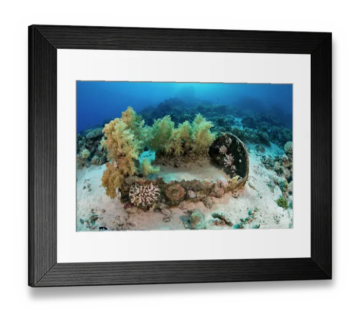 Framed Print : Remains of a barrel from a shipwreck colonized by coral on the seabed, Gordon Reef, Ras Muhammad National Park, Sinai Peninsula, Red Sea, Egypt Framed Print : Remains of a barrel from a shipwreck colonized by coral on the seabed, Gordon Reef, Ras Muhammad National Park, Sinai Peninsula, Red Sea, Egypt