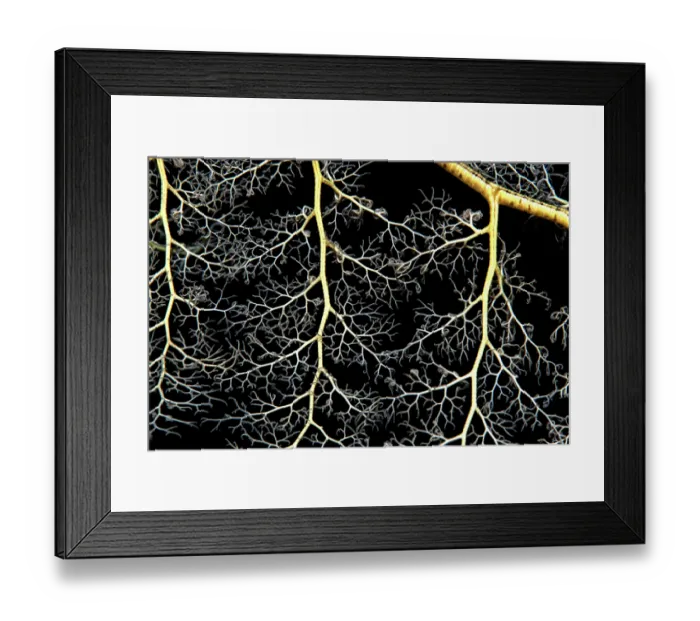 Framed Print : Giant basket star (Astroboa nuda) close up, Ras Muhammad National Park, Sinai Peninsula, Red Sea, Egypt Framed Print : Giant basket star (Astroboa nuda) close up, Ras Muhammad National Park, Sinai Peninsula, Red Sea, Egypt