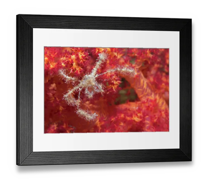 Framed Print : Decorator crab (Achaeus spinosus) on soft coral, Ras Muhammad National Park, Sinai Peninsula, Red Sea, Egypt Framed Print : Decorator crab (Achaeus spinosus) on soft coral, Ras Muhammad National Park, Sinai Peninsula, Red Sea, Egypt