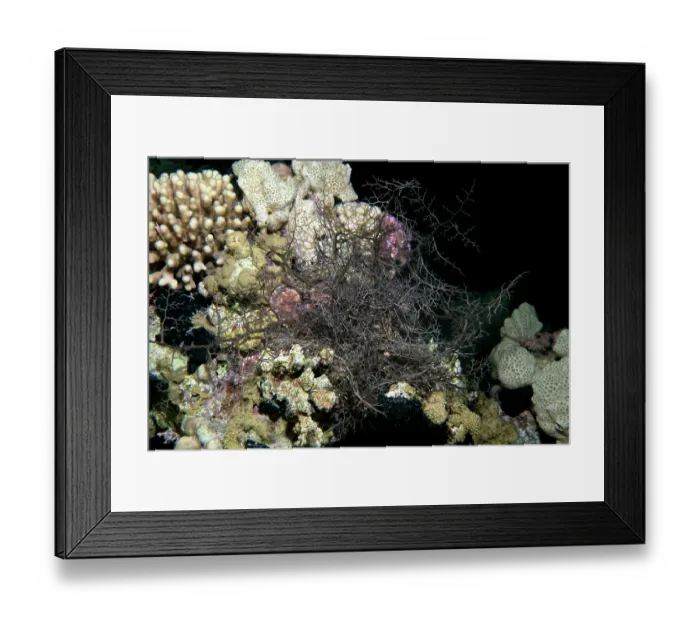 Framed Print : Giant basket star (Astroboa nuda) on a reef at night, Ras Muhammad National Park, Sinai Peninsula, Red Sea, Egypt Framed Print : Giant basket star (Astroboa nuda) on a reef at night, Ras Muhammad National Park, Sinai Peninsula, Red Sea, Egypt
