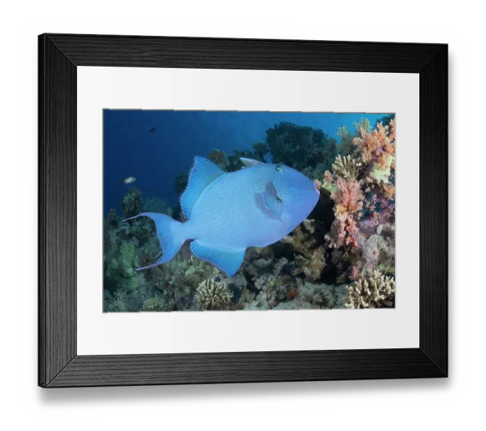 Framed Print : Blue triggerfish (Pseudobalistes fuscus) swimming over a reef, Ras Muhammad National Park, Sinai Peninsula, Red Sea, Egypt Framed Print : Blue triggerfish (Pseudobalistes fuscus) swimming over a reef, Ras Muhammad National Park, Sinai Peninsula, Red Sea, Egypt