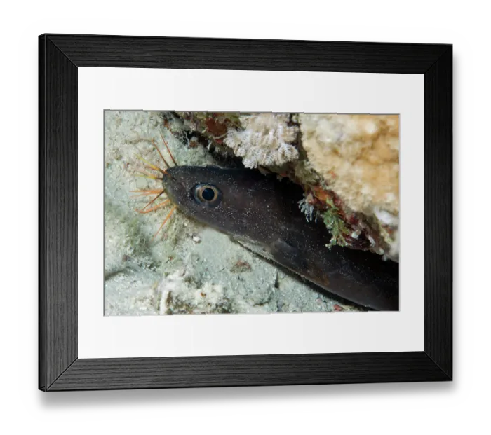 Framed Print : Mustache conger (Conger cinereus) peering out from reef, Ras Muhammad National Park, Sinai Peninsula, Red Sea, Egypt Framed Print : Mustache conger (Conger cinereus) peering out from reef, Ras Muhammad National Park, Sinai Peninsula, Red Sea, Egypt