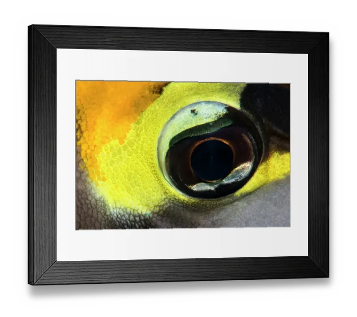 Framed Print : Butterflyfish (Chaetodon sp.) eye detail, Ras Muhammad National Park, Sinai Peninsula, Red Sea, Egypt Framed Print : Butterflyfish (Chaetodon sp.) eye detail, Ras Muhammad National Park, Sinai Peninsula, Red Sea, Egypt