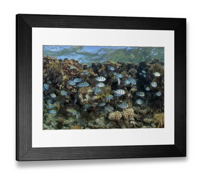 Framed Print : Indo-Pacific sergeant (Abudefduf vaigiensis) school on coral reef, Ras Muhammad National Park, Sinai Peninsula, Red Sea, Egypt Framed Print : Indo-Pacific sergeant (Abudefduf vaigiensis) school on coral reef, Ras Muhammad National Park, Sinai Peninsula, Red Sea, Egypt