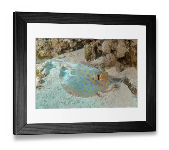 Framed Print : Bluespotted ribbontail ray (Taeniura lymma) resting on seabed, Ras Muhammad National Park, Sinai Peninsula, Red Sea, Egypt Framed Print : Bluespotted ribbontail ray (Taeniura lymma) resting on seabed, Ras Muhammad National Park, Sinai Peninsula, Red Sea, Egypt