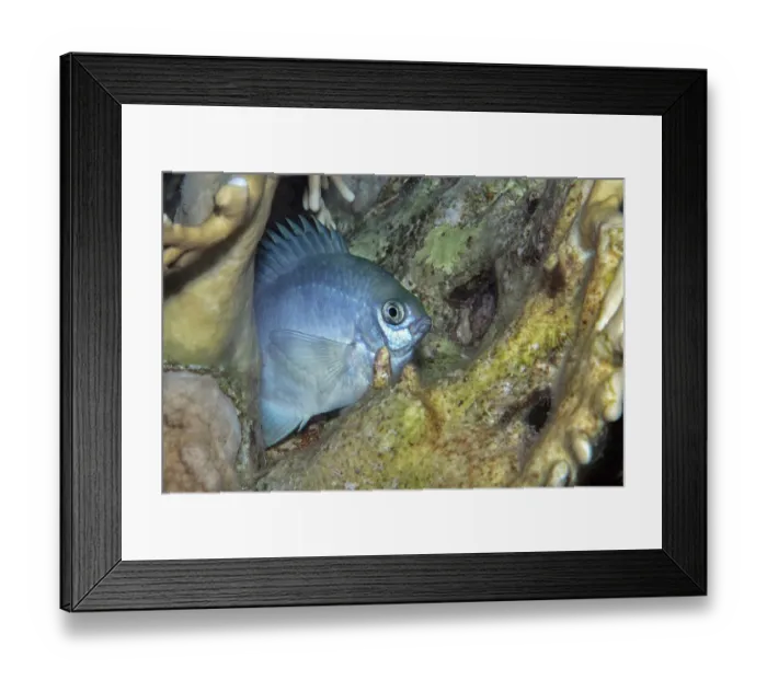 Framed Print : Blue puller (Chromis caerulea) on reef at night, Ras Muhammad National Park, Sinai Peninsula, Red Sea, Egypt Framed Print : Blue puller (Chromis caerulea) on reef at night, Ras Muhammad National Park, Sinai Peninsula, Red Sea, Egypt