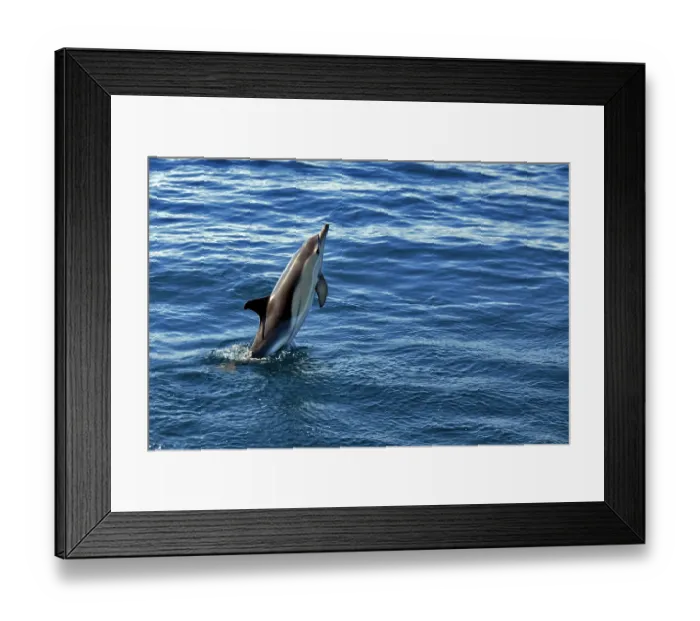 Framed Print : RF - Common dolphin (Delphinus delphis) leaping out of the ocean, Tenerife, Canary Islands, Atlantic Ocean. (This image may be licensed either as rights managed or royalty free.) Framed Print : RF - Common dolphin (Delphinus delphis) leaping out of the ocean, Tenerife, Canary Islands, Atlantic Ocean. (This image may be licensed either as rights managed or royalty free.)