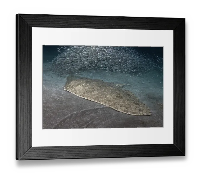 Framed Print : RF - Butterfly ray (Gymnura altavela) wrapped in a shoal of Sand smelt (Atherina presbyter) camouflaged on seabed at night, Tenerife, Canary Islands, Atlantic Ocean Framed Print : RF - Butterfly ray (Gymnura altavela) wrapped in a shoal of Sand smelt (Atherina presbyter) camouflaged on seabed at night, Tenerife, Canary Islands, Atlantic Ocean