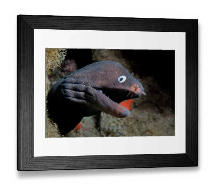 Framed Print : RF - Black moray (Muraena augusti) emerging from rock crevice, Tenerife, Canary Islands, Atlantic Ocean. (This image may be licensed either as rights managed or royalty free.) Framed Print : RF - Black moray (Muraena augusti) emerging from rock crevice, Tenerife, Canary Islands, Atlantic Ocean. (This image may be licensed either as rights managed or royalty free.)