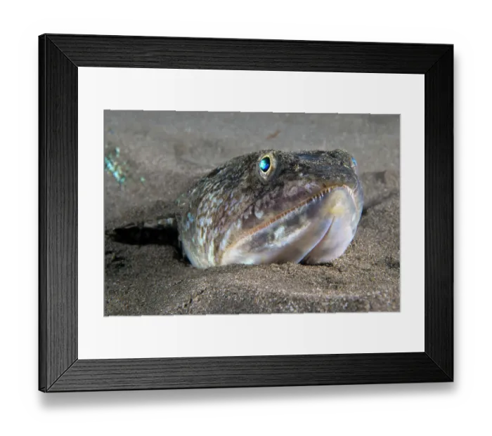 Framed Print : RF - Atlantic lizardfish (Synodus saurus) on seabed, Tenerife Canary Islands, Atlantic Ocean. (This image may be licensed either as rights managed or royalty free.) Framed Print : RF - Atlantic lizardfish (Synodus saurus) on seabed, Tenerife Canary Islands, Atlantic Ocean. (This image may be licensed either as rights managed or royalty free.)