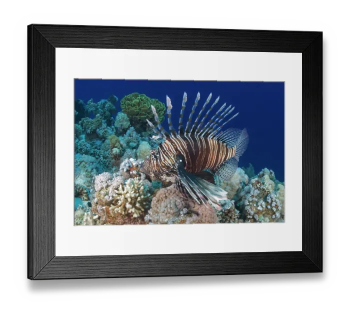 Framed Print : RF - Red lionfish (Pterois volitans) on the reef, Ras Muhammad National Park, Sinai Peninsula, Red Sea, Egypt Framed Print : RF - Red lionfish (Pterois volitans) on the reef, Ras Muhammad National Park, Sinai Peninsula, Red Sea, Egypt