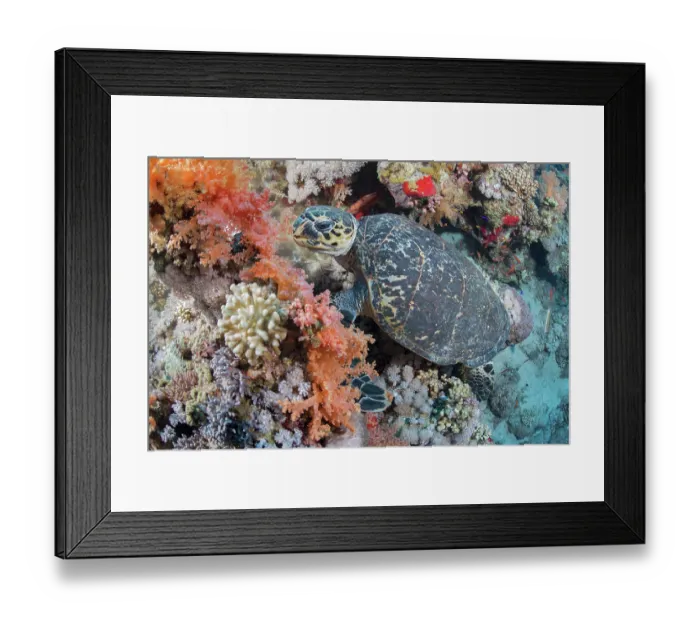 Framed Print : RF - Hawksbill turtle (Eretmochelys imbricata) feeding on soft coral (Dendronephthya sp), Ras Muhammad National Park, Sinai Peninsula, Red Sea, Egypt. Critically endangered