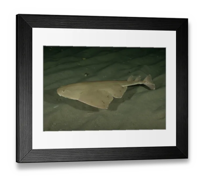 Framed Print : Australian angel shark (Squatina australis) swimming over sandy seabed at night, Rye jetty, Victoria, Australia, Pacific Ocean Framed Print : Australian angel shark (Squatina australis) swimming over sandy seabed at night, Rye jetty, Victoria, Australia, Pacific Ocean