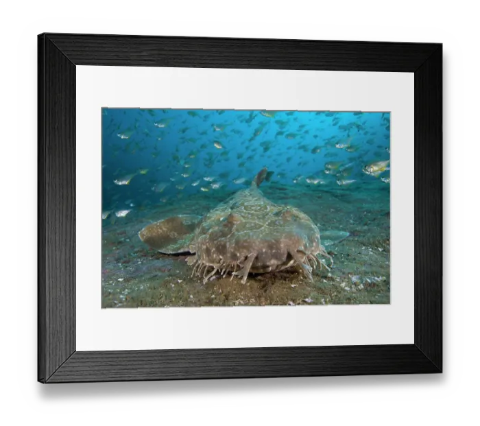 Framed Print : Spotted wobbegong shark (Orectolobus maculatus) on the seabed surrounded by a school of silvery Black-tipped bullseyes (Pempheris affinis), New South Wales, Australia Framed Print : Spotted wobbegong shark (Orectolobus maculatus) on the seabed surrounded by a school of silvery Black-tipped bullseyes (Pempheris affinis), New South Wales, Australia