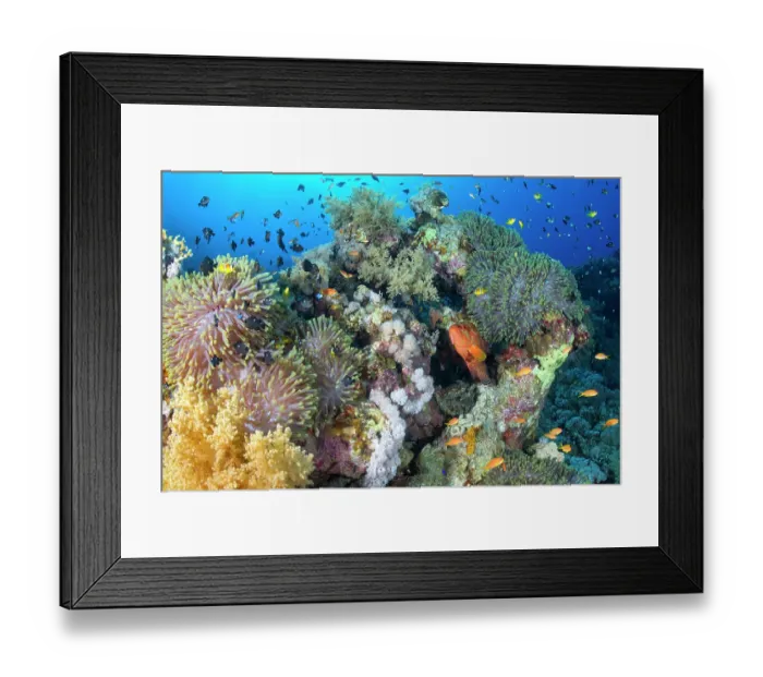 Framed Print : Tropical grouper (Cephalopholis miniata) swimming over coral reef surrounded by reef fish with soft coral (Dendronephthya sp) and anemone, Ras Muhammad National Park Framed Print : Tropical grouper (Cephalopholis miniata) swimming over coral reef surrounded by reef fish with soft coral (Dendronephthya sp) and anemone, Ras Muhammad National Park