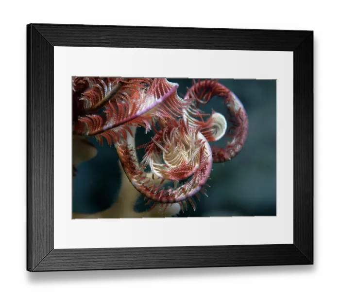 Framed Print : Feather star (Lamprometra klunzingeri) arm detail, Ras Muhammad National Park, Sinai Peninsula, Red Sea, Egypt Framed Print : Feather star (Lamprometra klunzingeri) arm detail, Ras Muhammad National Park, Sinai Peninsula, Red Sea, Egypt