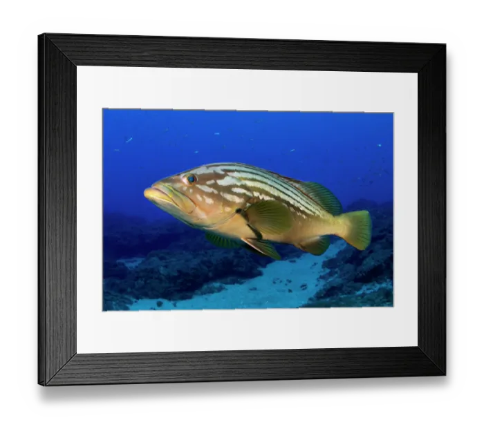 Framed Print : RF - Island grouper (Mycteroperca fusca) portrait, Tenerife, Canary Islands, Atlantic Ocean Framed Print : RF - Island grouper (Mycteroperca fusca) portrait, Tenerife, Canary Islands, Atlantic Ocean