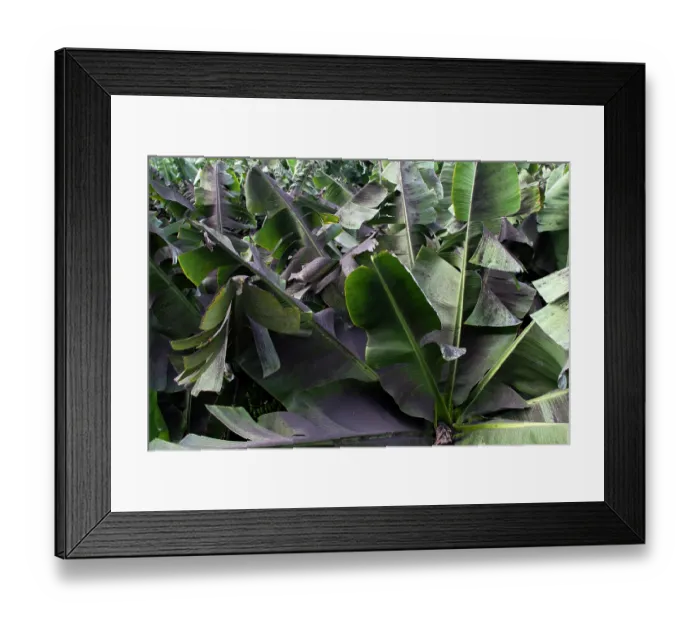 Framed Print : Banana crop affected by ash from the volcanic eruption, about 10 km from the crater, La Palma, Canary Islands. September, 2021 Framed Print : Banana crop affected by ash from the volcanic eruption, about 10 km from the crater, La Palma, Canary Islands. September, 2021