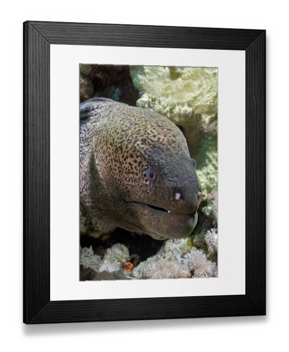 Framed Print : Giant moray (Gymnothorax javanicus) head portrait, Ras Muhammad National Park, Sinai Peninsula, Red Sea, Egypt Framed Print : Giant moray (Gymnothorax javanicus) head portrait, Ras Muhammad National Park, Sinai Peninsula, Red Sea, Egypt