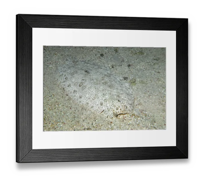 Framed Print : Moses sole (Pardachirus marmoratus) camouflaged on seabed, Ras Muhammad National Park, Sinai Peninsula, Red Sea, Egypt Framed Print : Moses sole (Pardachirus marmoratus) camouflaged on seabed, Ras Muhammad National Park, Sinai Peninsula, Red Sea, Egypt