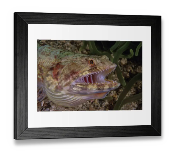 Framed Print : Reef lizardfish (Synodus variegatus) head portrait, Bali, Pacific Ocean