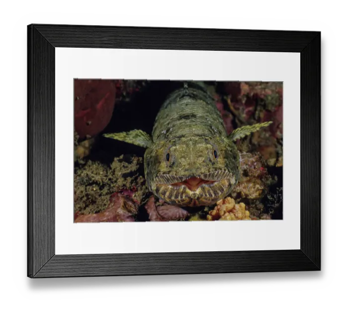 Framed Print : Graceful lizardfish / Slender lizardfish (Saurida gracilis) portrait, Lembeh Strait, North Sulawesi Framed Print : Graceful lizardfish / Slender lizardfish (Saurida gracilis) portrait, Lembeh Strait, North Sulawesi