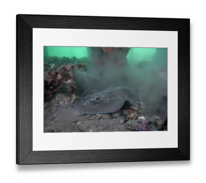Framed Print : Sparsely spotted stingaree (Urolophus paucimaculatus) stirring up clouds of sand and debris digging for prey, Edithburgh jetty, South Australia, Pacific Ocean Framed Print : Sparsely spotted stingaree (Urolophus paucimaculatus) stirring up clouds of sand and debris digging for prey, Edithburgh jetty, South Australia, Pacific Ocean