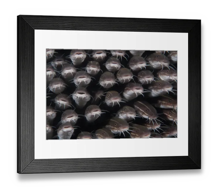 Framed Print : School of Striped catfish (Plotosus lineatus) packed tightly together for protection, Bali, Pacific Ocean Framed Print : School of Striped catfish (Plotosus lineatus) packed tightly together for protection, Bali, Pacific Ocean