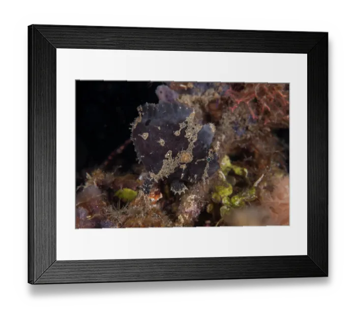 Framed Print : Spotfin frogfish / Coin-bearing frogfish (Antennarius nummifer) portrait, Lembeh Strait, North Sulawesi Framed Print : Spotfin frogfish / Coin-bearing frogfish (Antennarius nummifer) portrait, Lembeh Strait, North Sulawesi