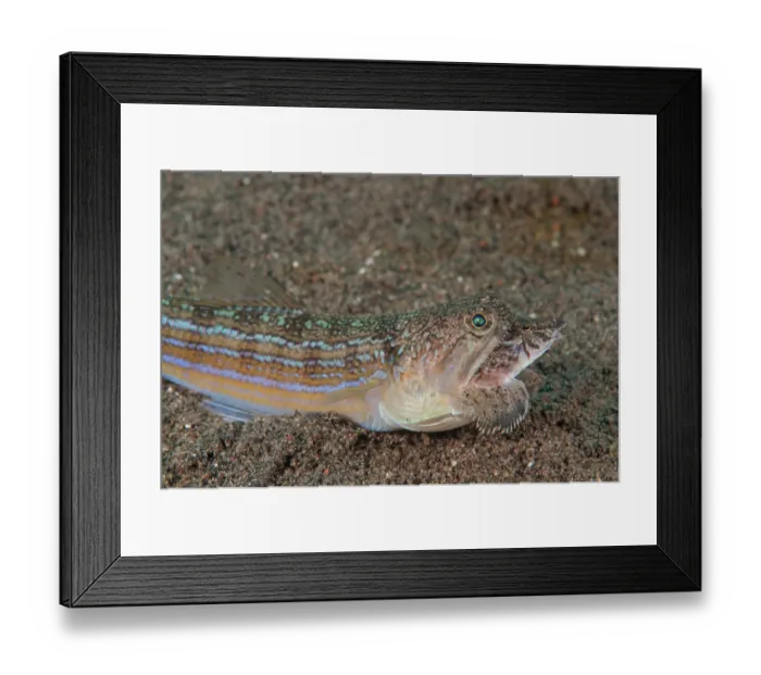 Framed Print : Snakefish (Trachinocephalus myops) attempting to swallow a Dragonet prey Framed Print : Snakefish (Trachinocephalus myops) attempting to swallow a Dragonet prey