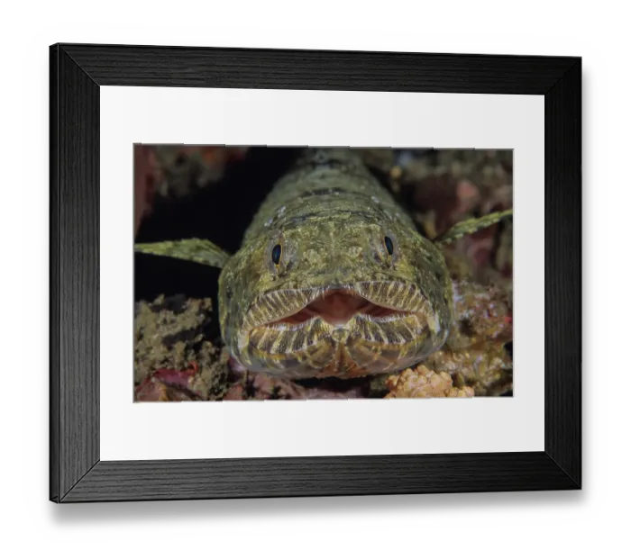 Framed Print : Graceful lizardfish / Slender lizardfish (Saurida gracilis) portrait, Lembeh Strait, North Sulawesi Framed Print : Graceful lizardfish / Slender lizardfish (Saurida gracilis) portrait, Lembeh Strait, North Sulawesi